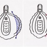 LA CHIRURGIE INTIME CHEZ  LA  FEMME PAR  DR  TAHA  RHOUNIM  ELIDRISSI